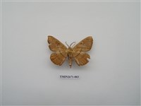 藏品(尺蛾214)的圖片